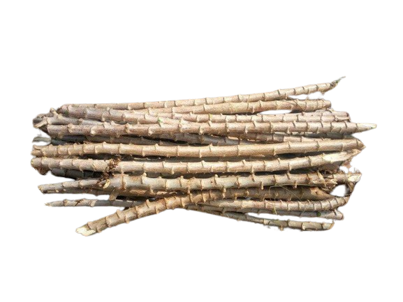 Cassava Cutting